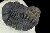 Bargain, Morocops Trilobite - Visible Eye Facets #91918-4
